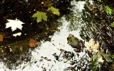 AMPHIBIANS at a loss…
